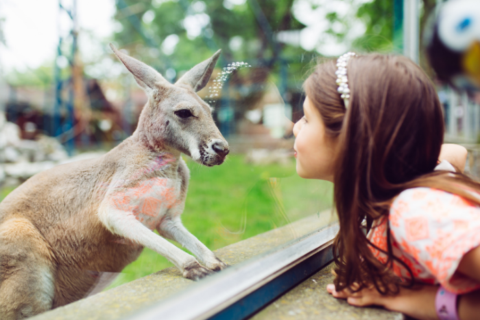 child at zoo looking at kangaroo
